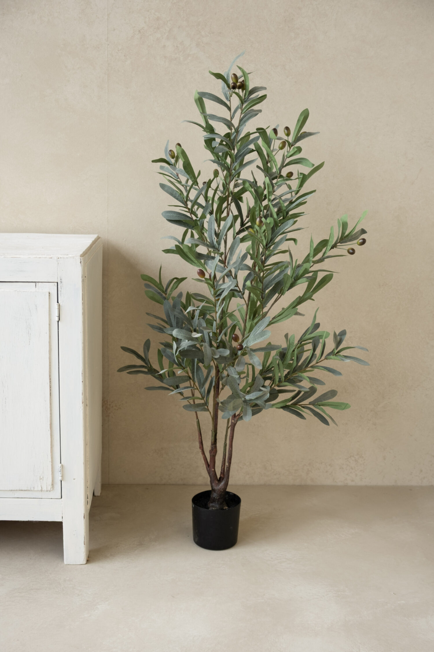 Olive plant 120cm