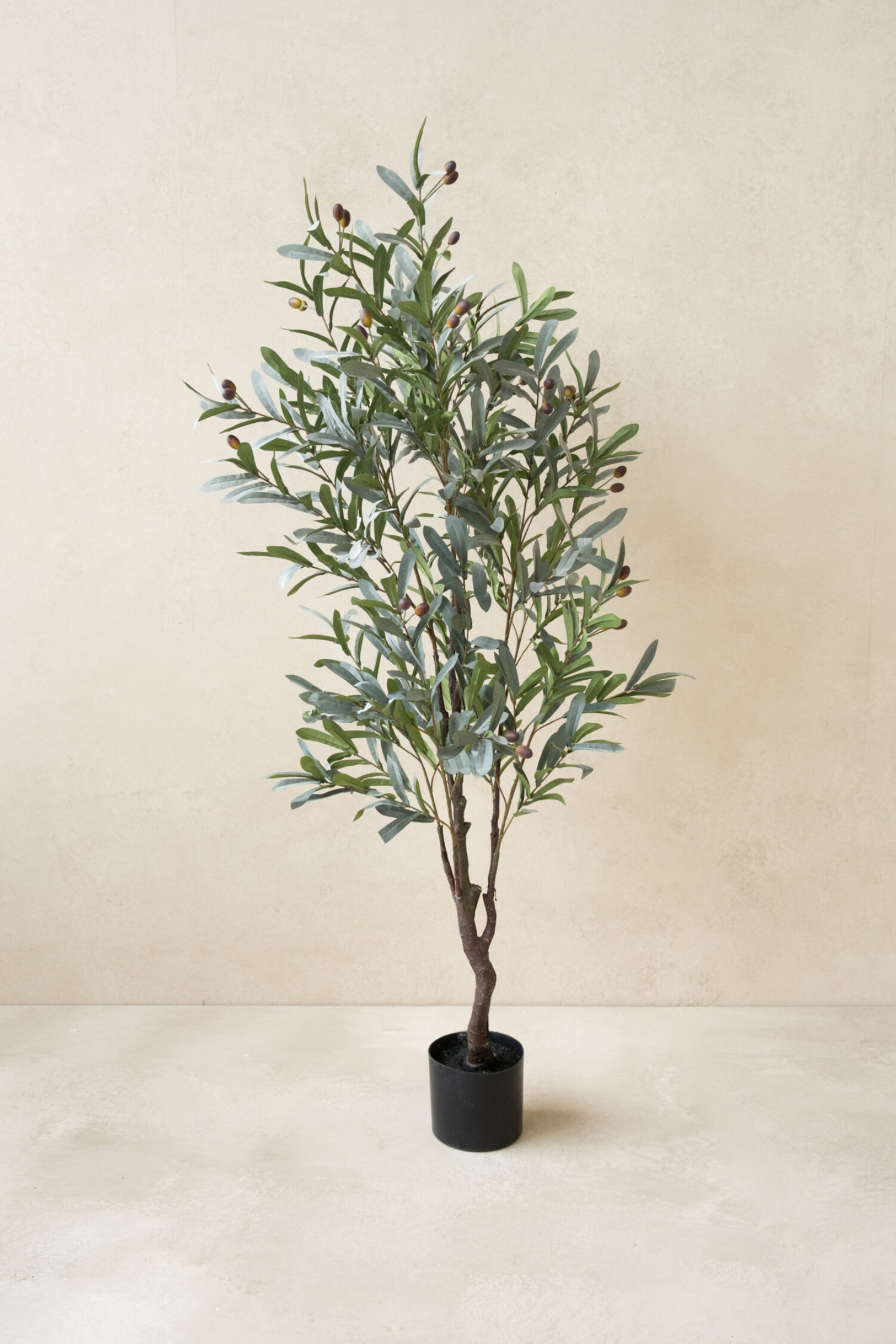 Olive tree 150cm