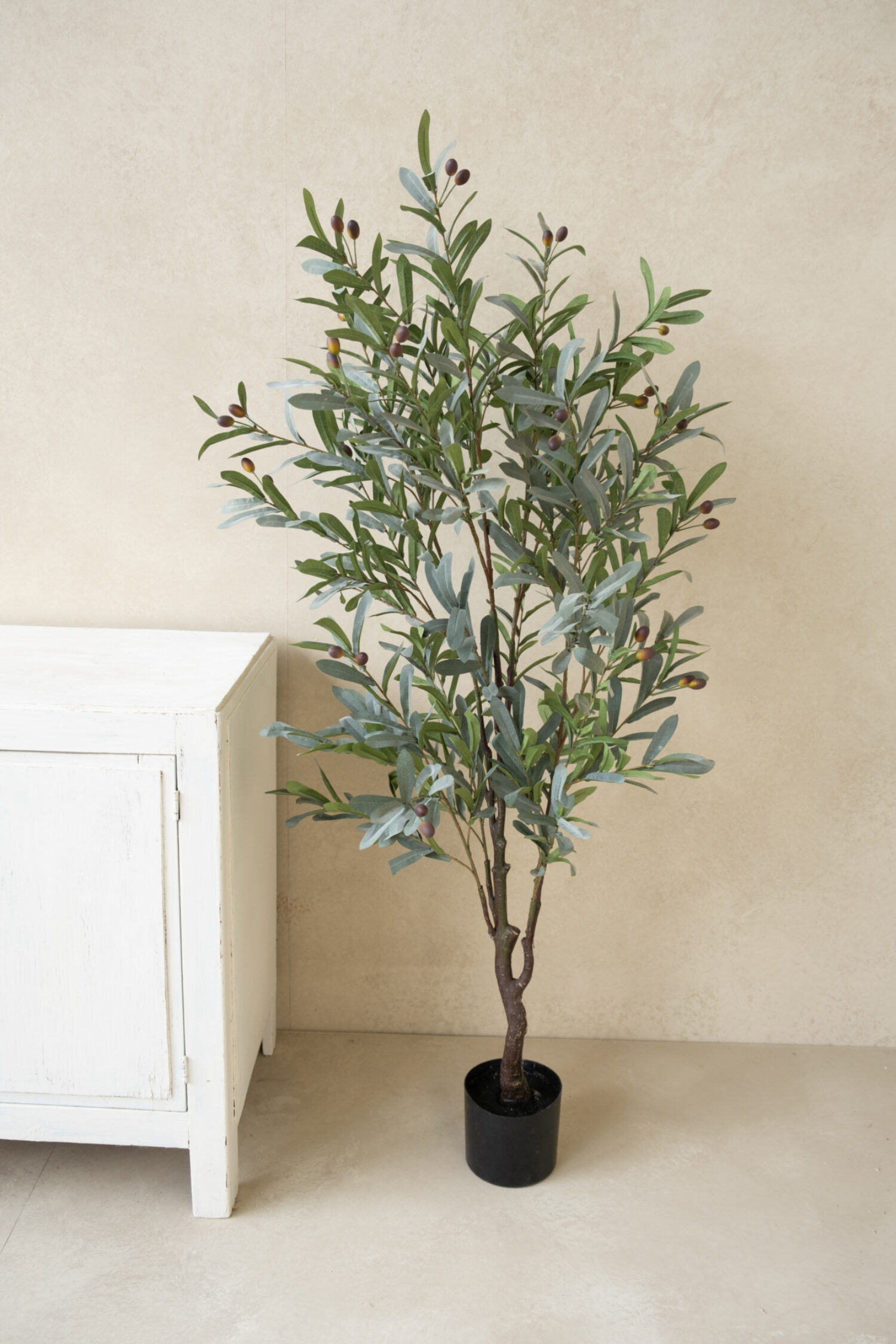 Olive tree 150cm