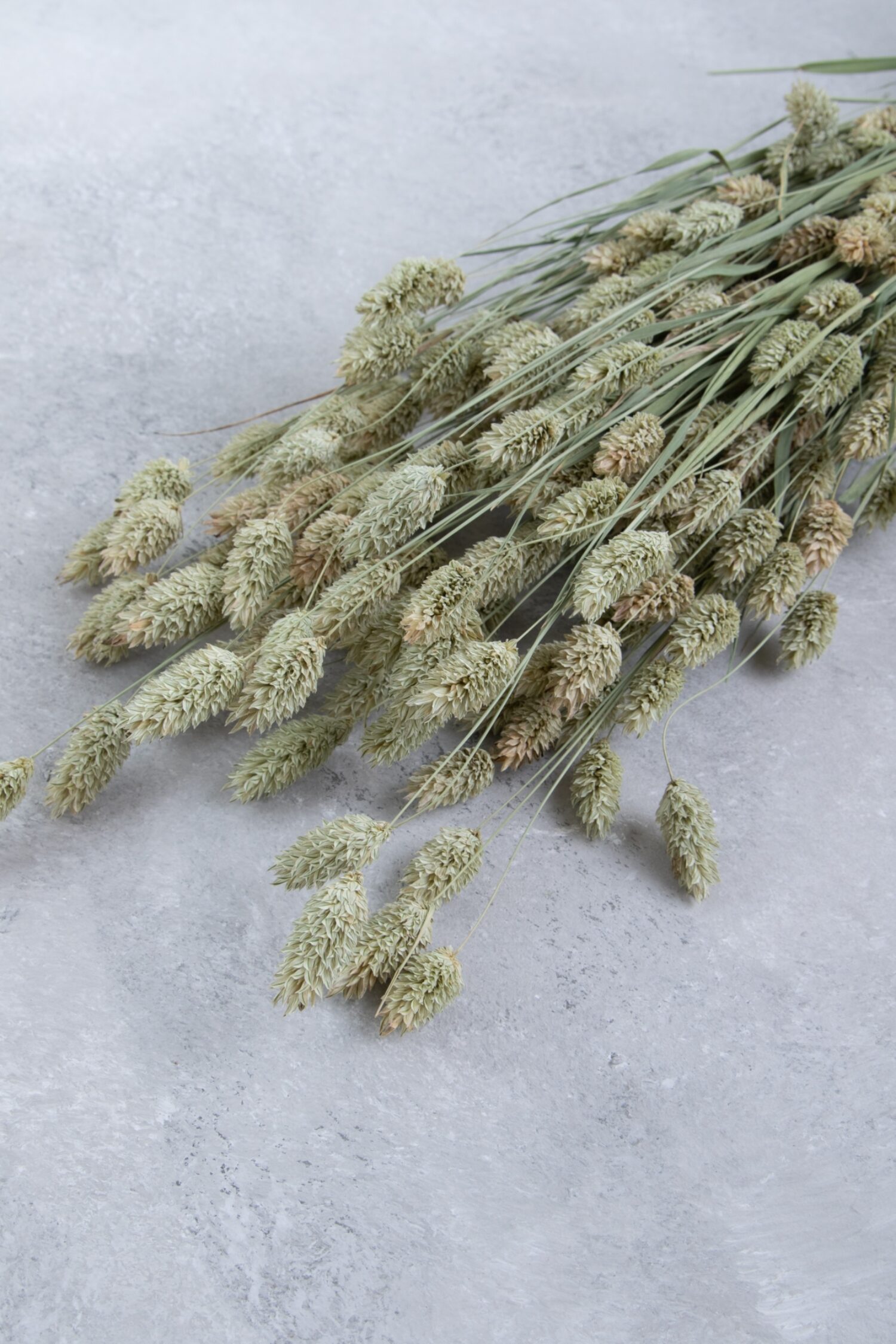 Phalaris bunch