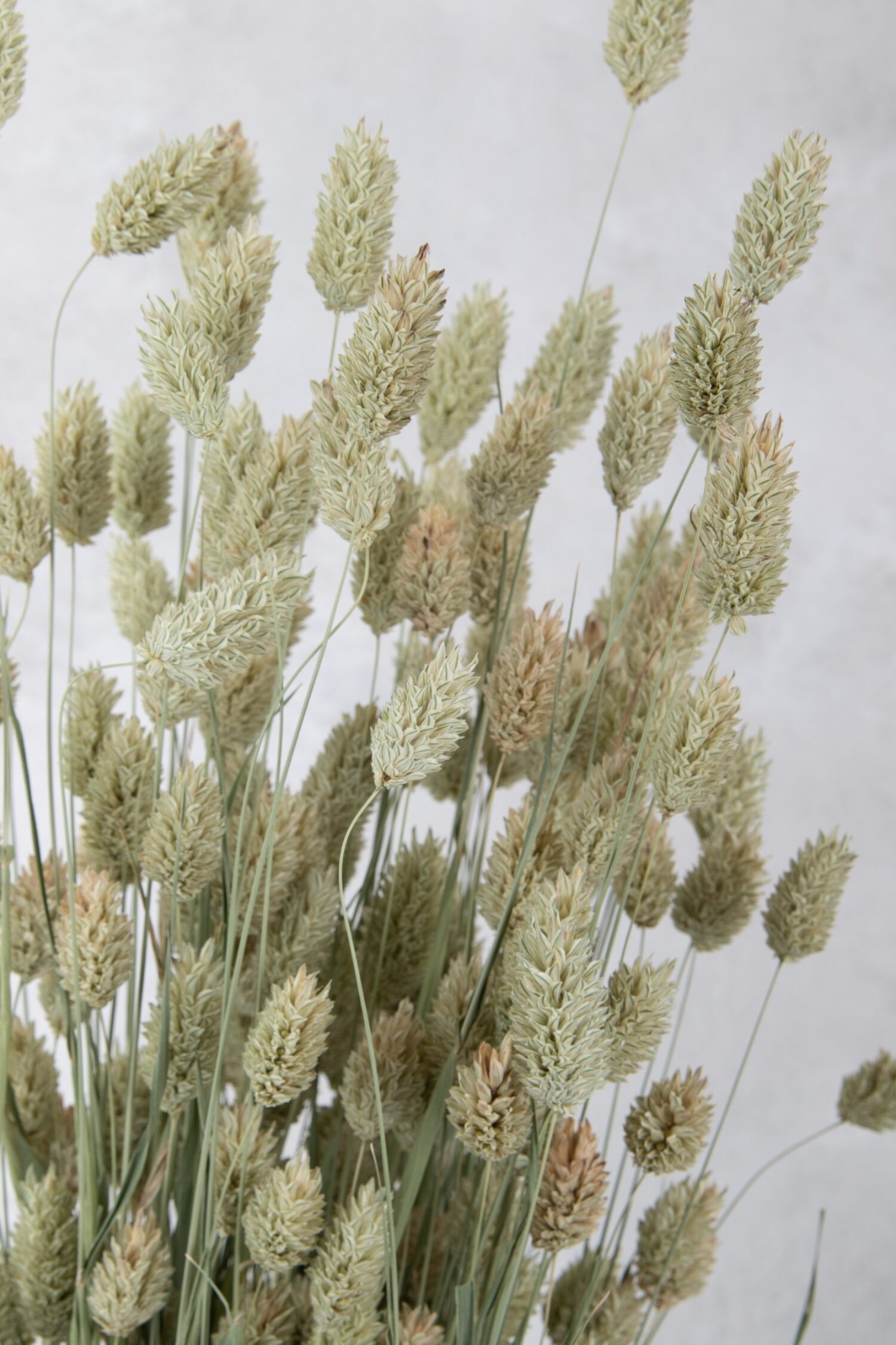 Phalaris bunch