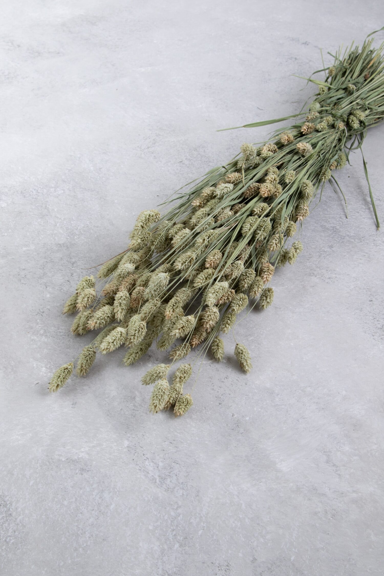Phalaris bunch