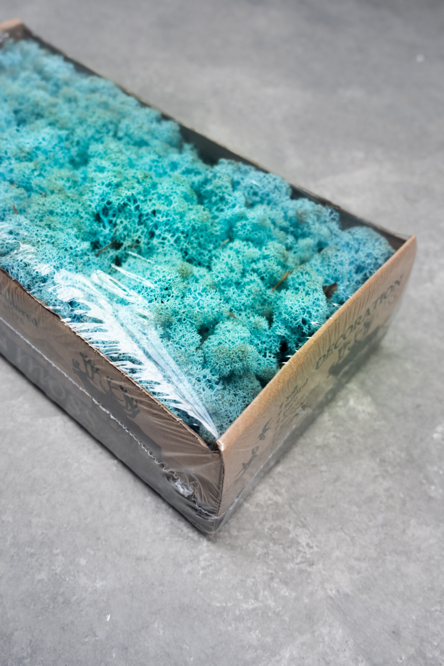 Reindeer moss