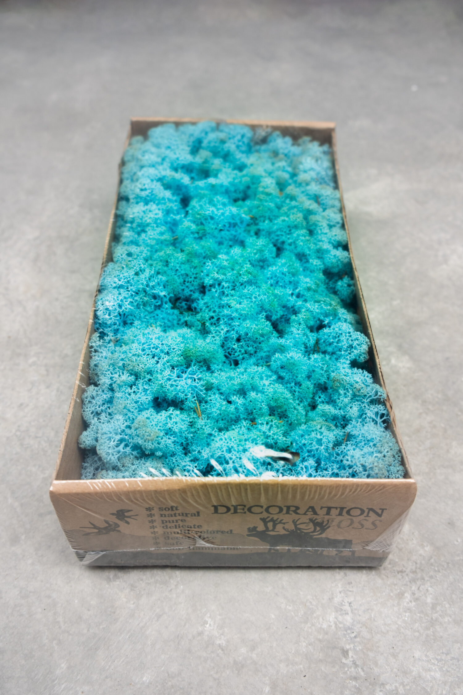Reindeer moss