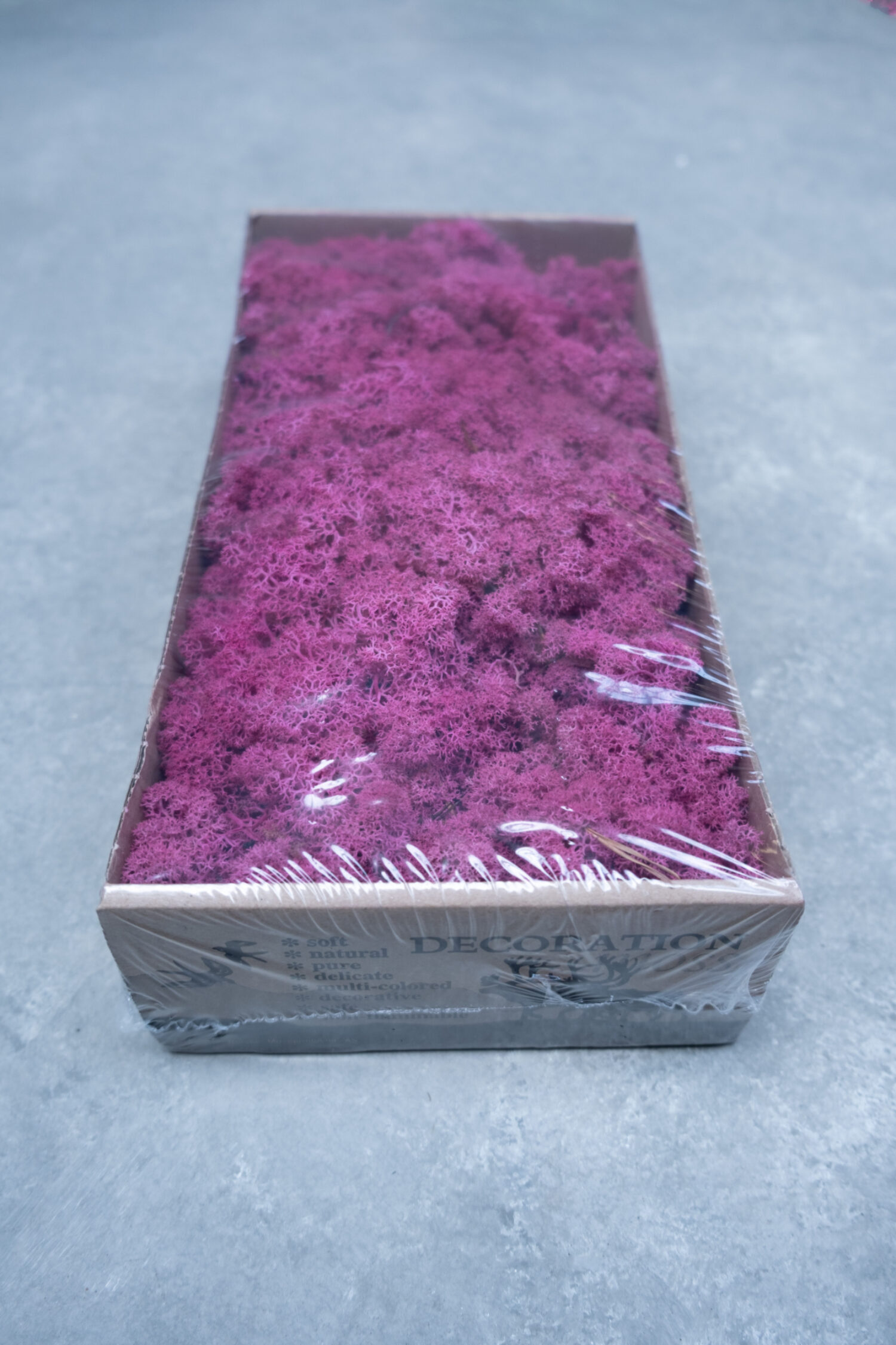Reindeer moss