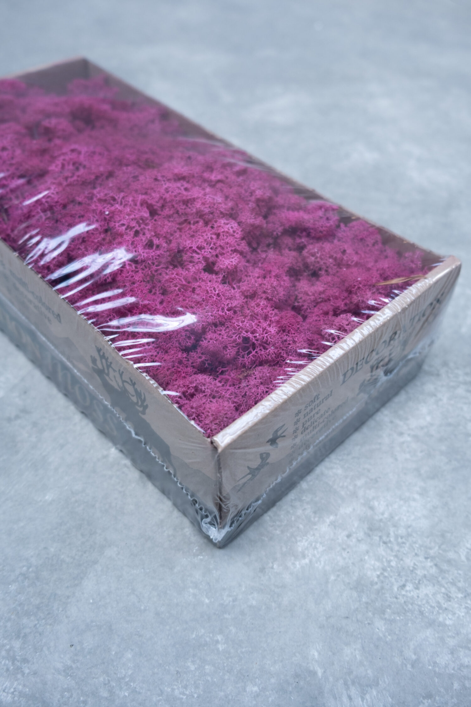 Reindeer moss