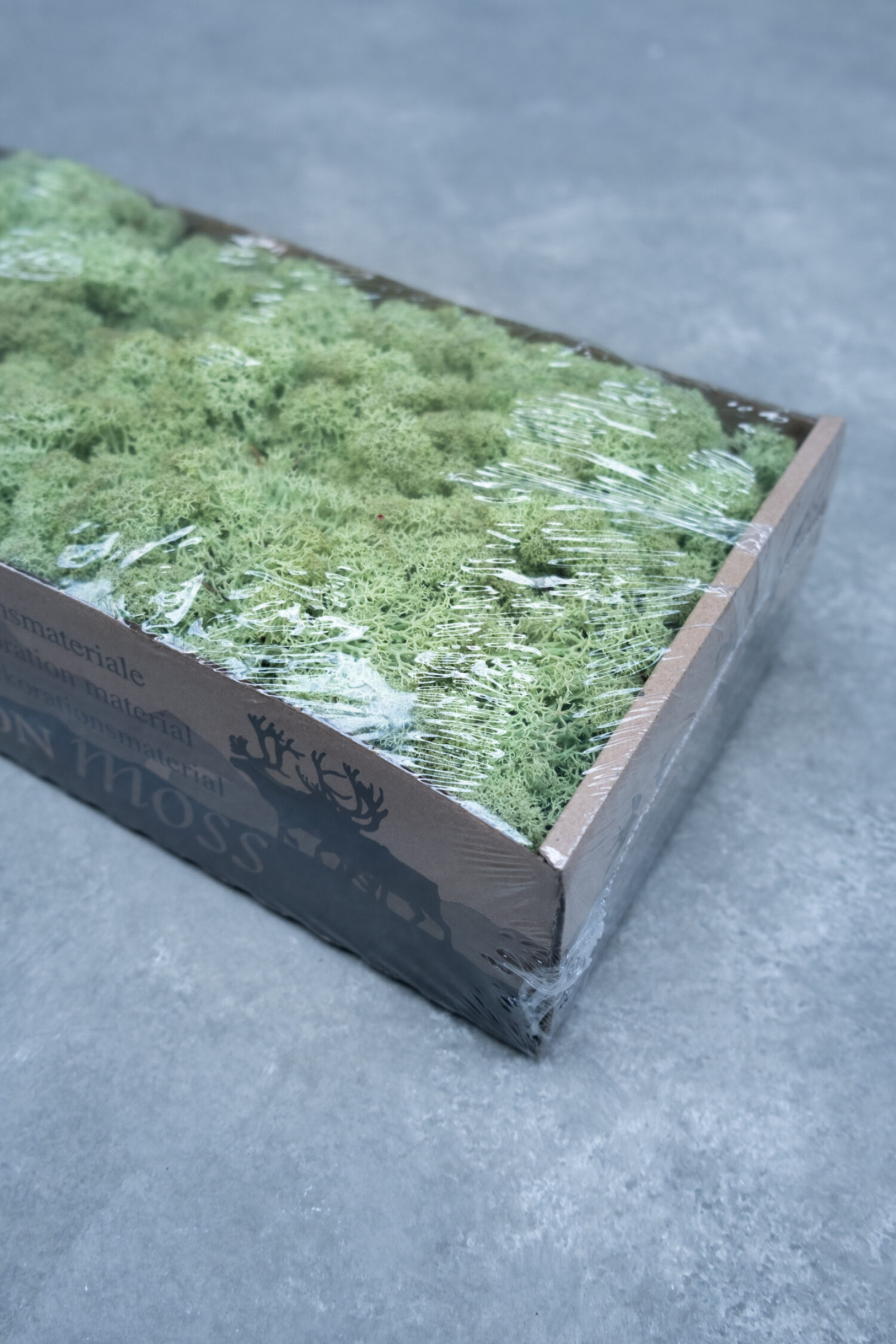 Reindeer moss