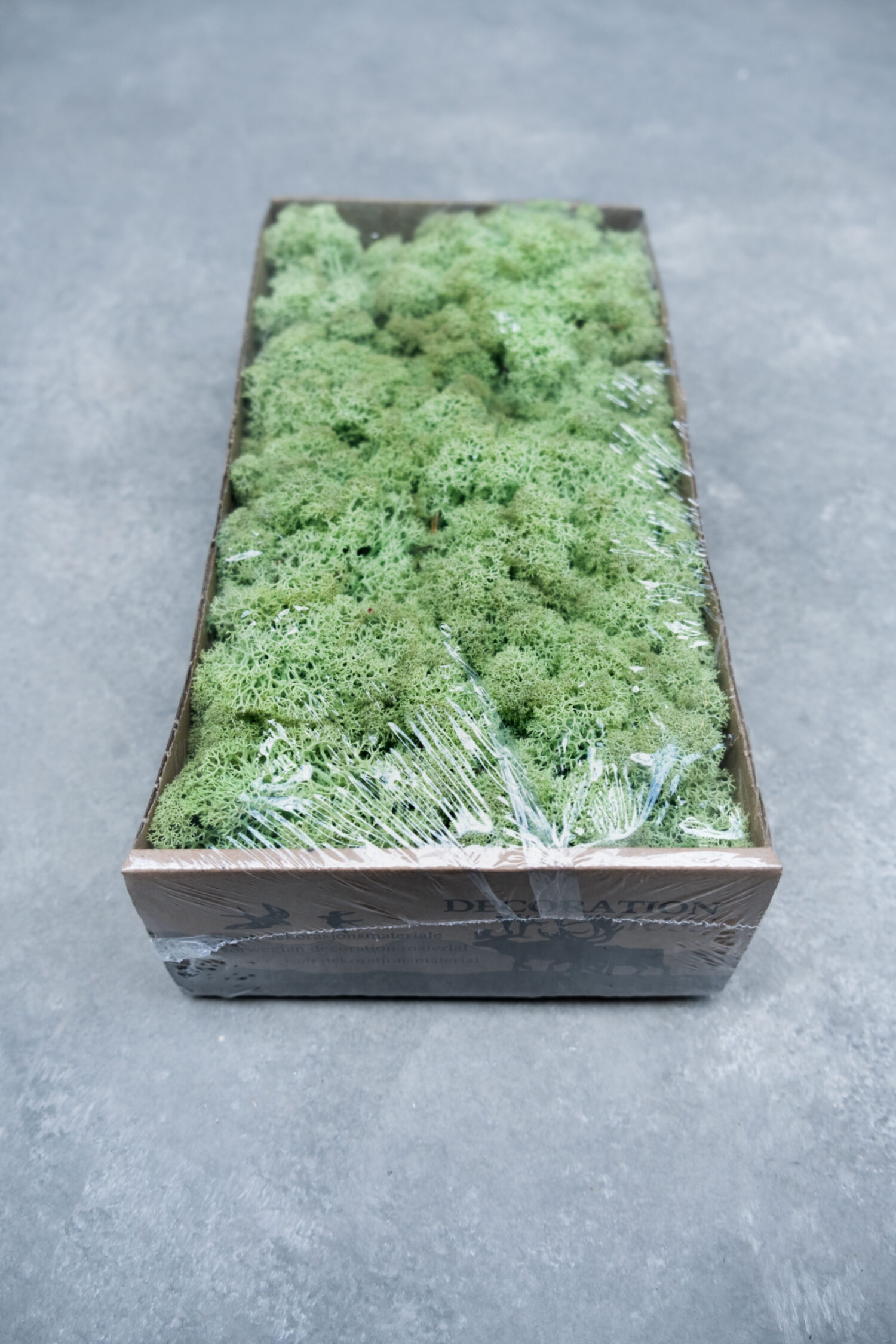 Reindeer moss