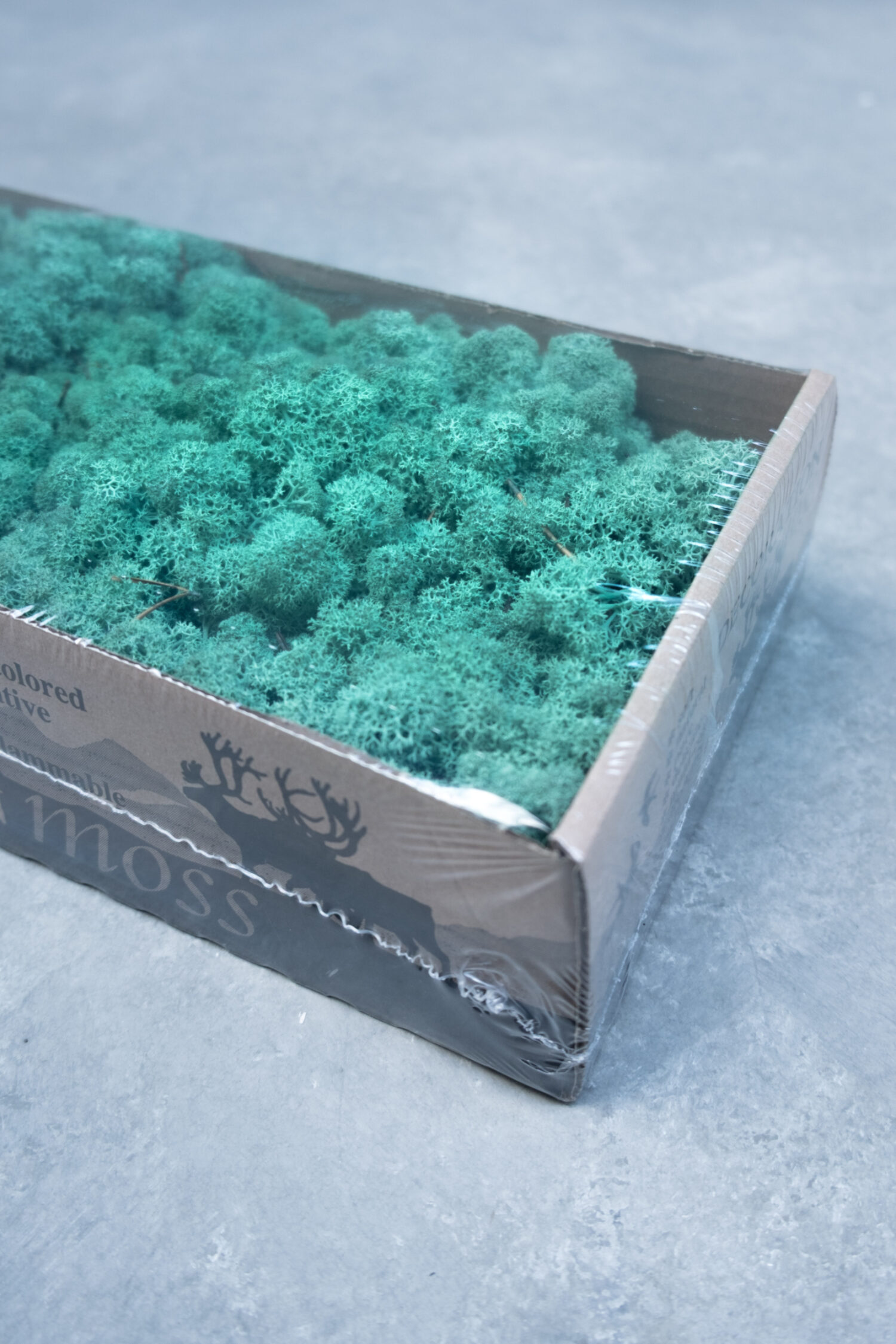 Reindeer moss