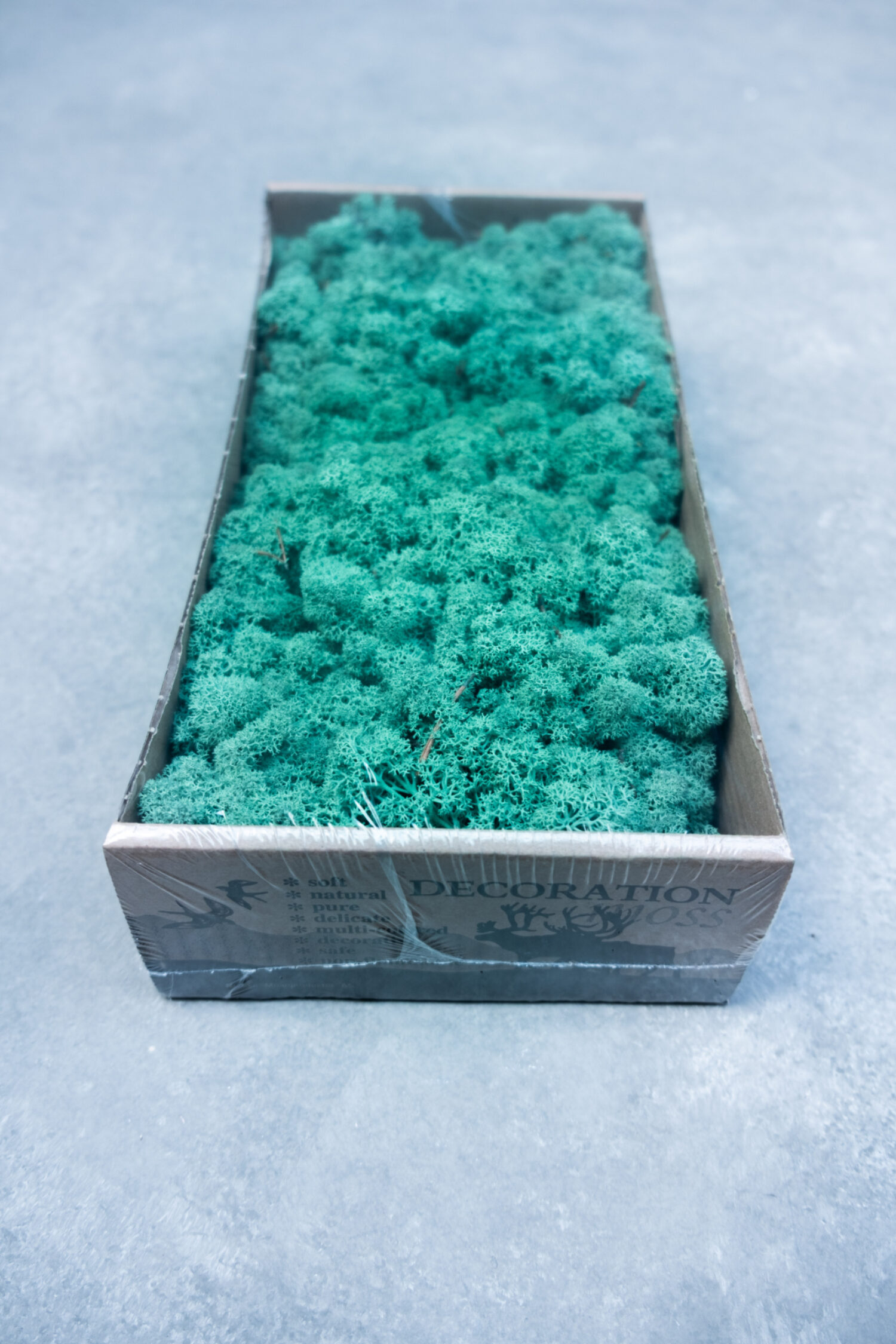 Reindeer moss