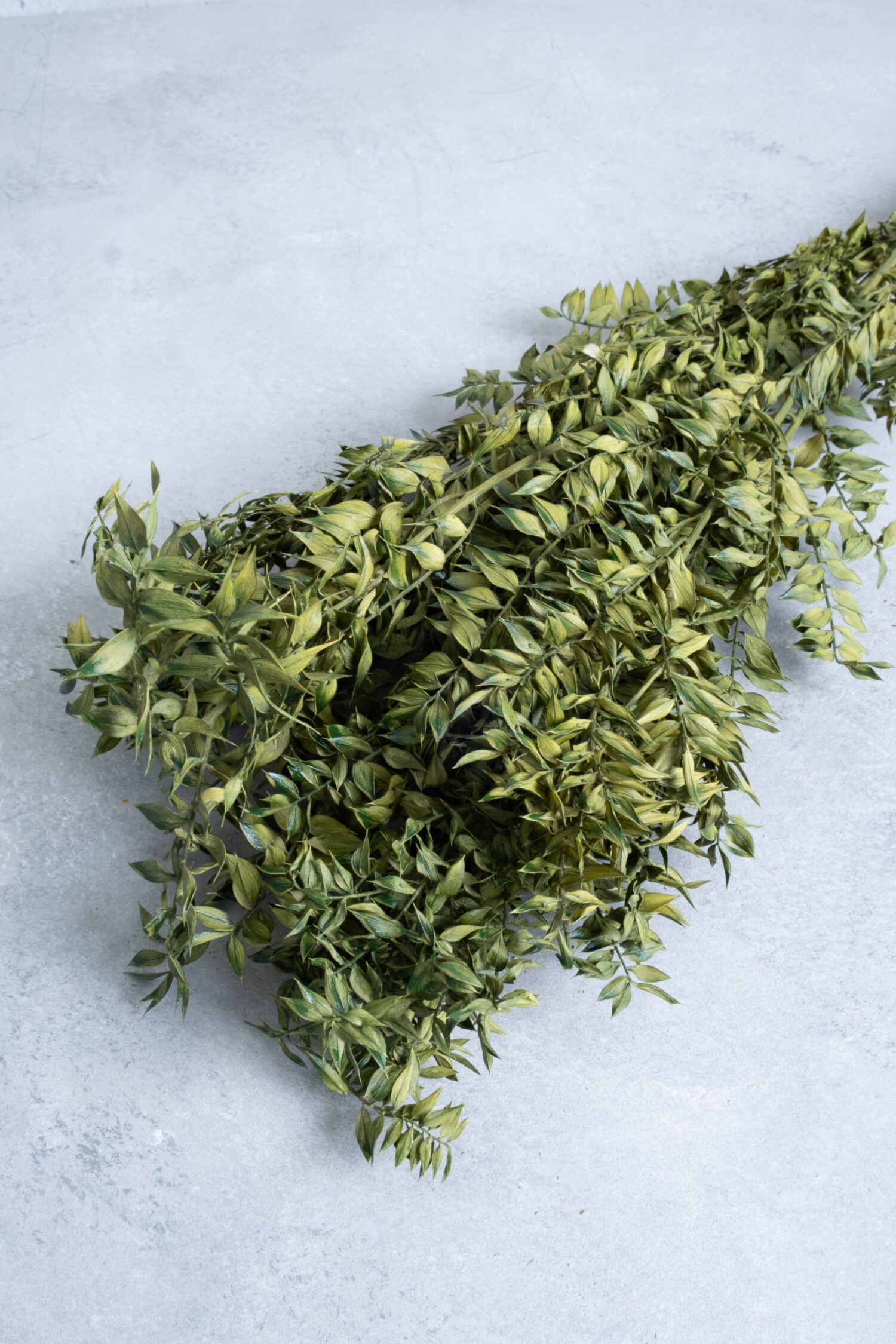 Ruscus bunch