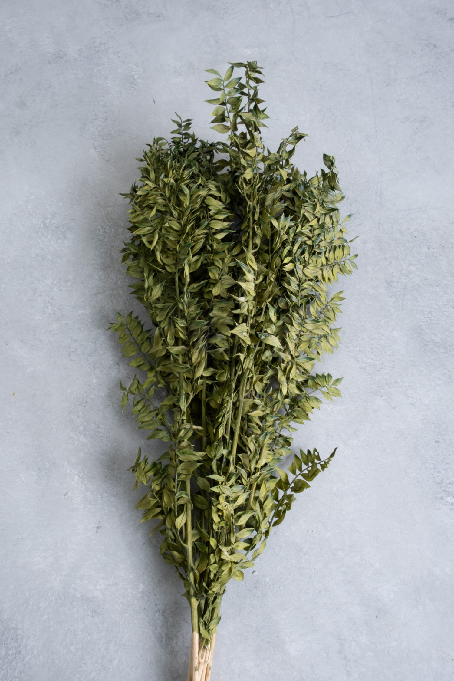 Ruscus bunch