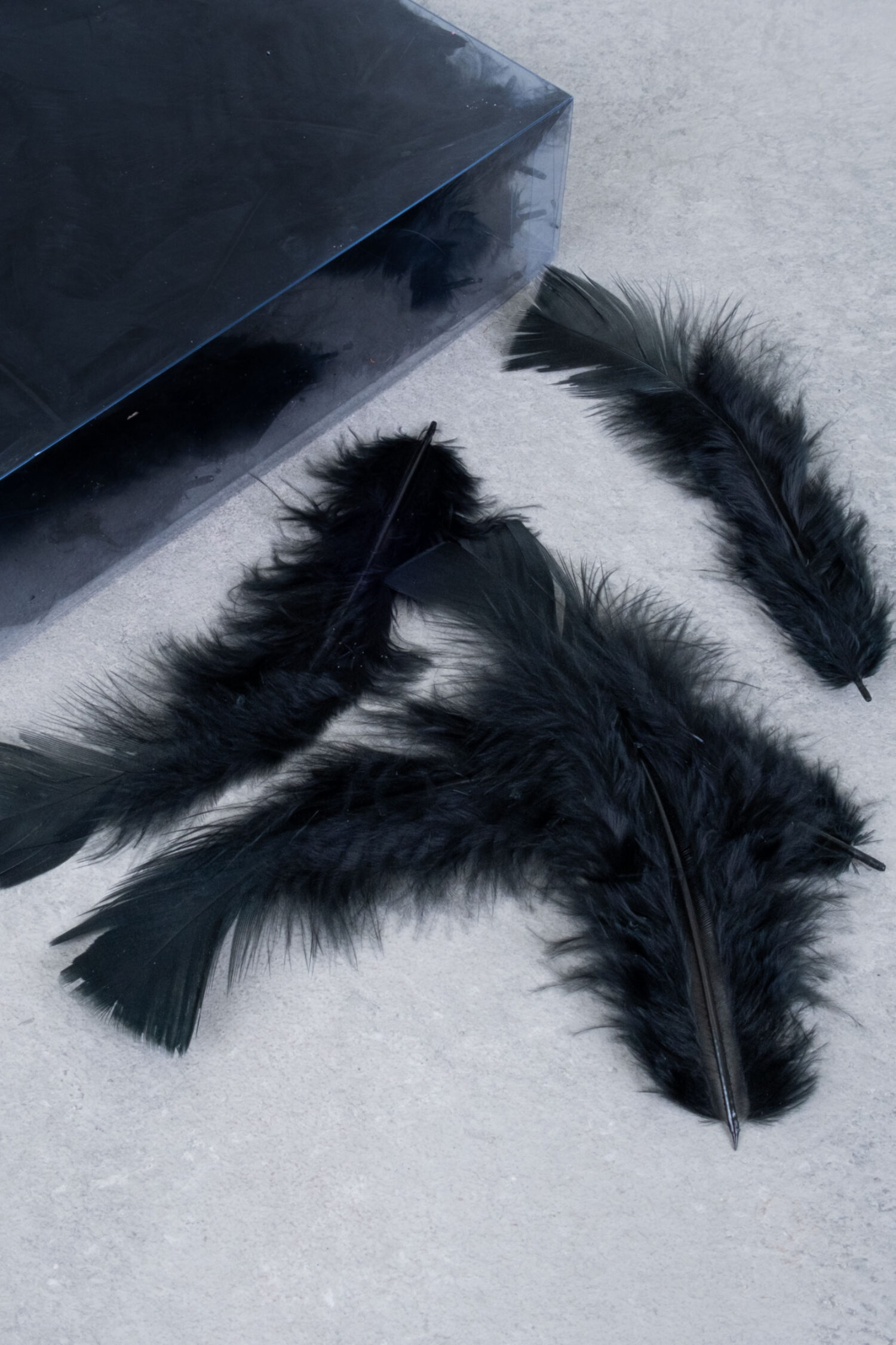 Turkey feathers black