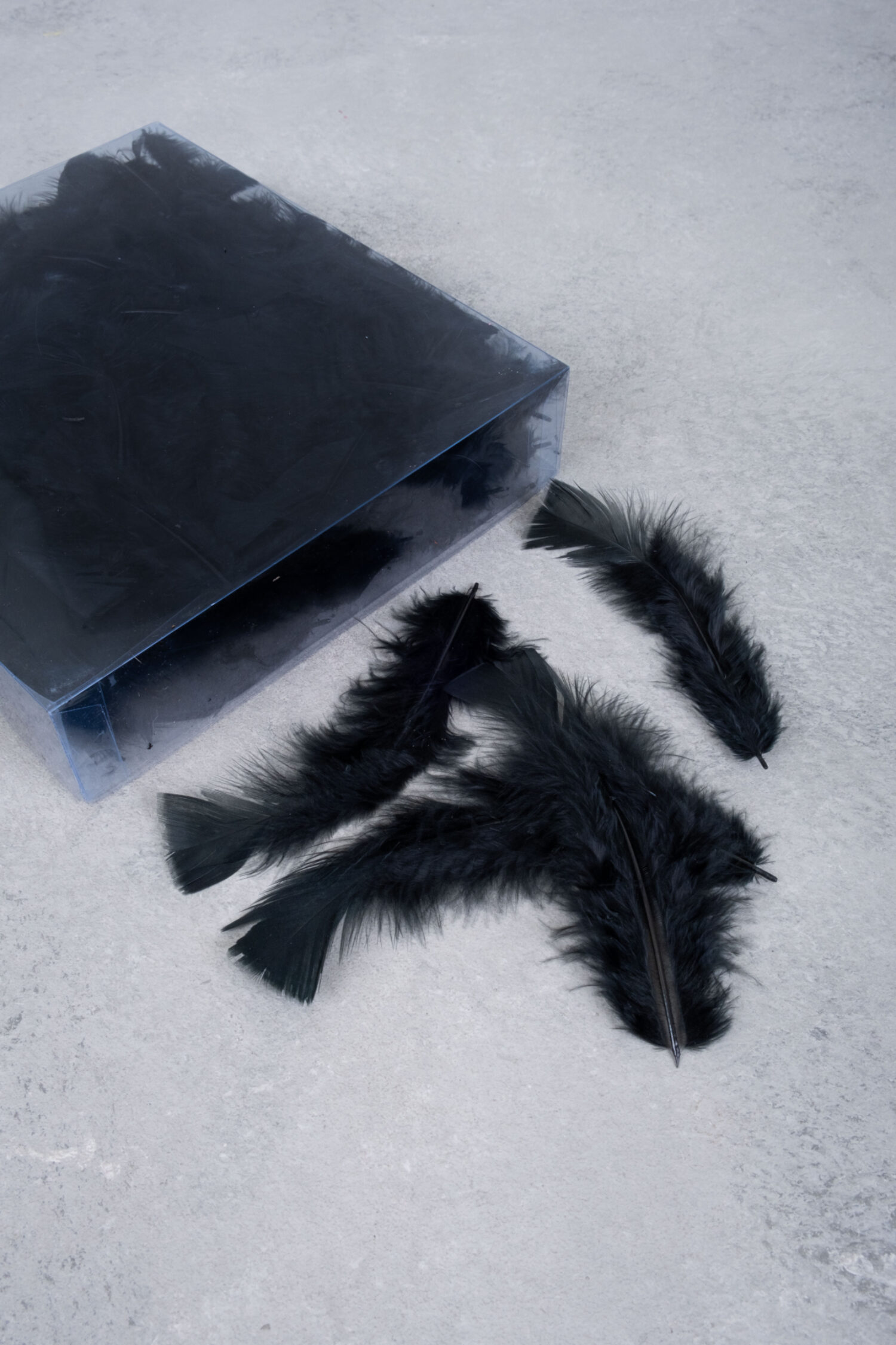 Turkey feathers black