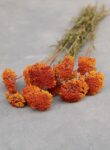 Achillea bundle