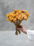 Achillea small