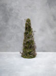 Cone tree moss with bonsai