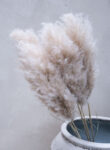 Cortaderia bundle 5pcs