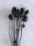 Dipsacus bunch