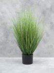 Festuca Oscar L, 91cm