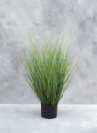 Festuca Oscar M, 76cm