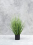 Festuca Oscar S, 60cm