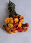Helichrysum bunch natural