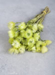 Helichrysum kaaps flower