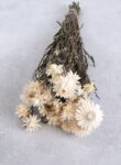 Helichrysum bunch natural