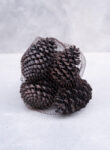 Maritima pine cone 10-14cm