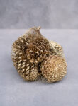 Maritima pine cone 10-14cm