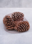 Maritima pine cone 10-14cm