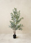 Olive plant 120cm