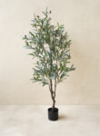 Olive tree 150cm