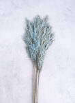 Pampas grass 5pcs