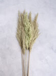 Pampas grass 5pcs