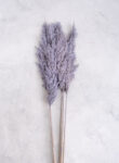 Pampas grass 5pcs