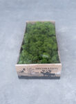 Reindeer moss